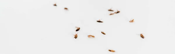 Панорамный снимок мертвых тараканов, изолированных на белом — стоковое фото