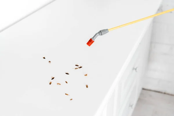 Toxic spray near dead cockroaches on table in kitchen — Stock Photo