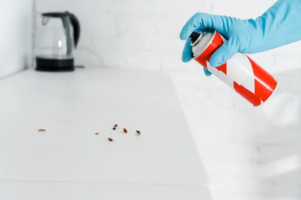 Cropped view of exterminator in latex glove holding toxic spray can near cockroaches — Stock Photo