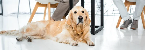 Tiro panorâmico de bonito golden retriever deitado no chão no escritório — Fotografia de Stock