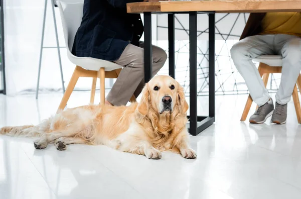 Cropped view of two friends and cute golden retriever lying on floor in office — Stock Photo