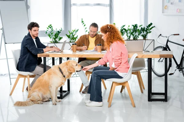 Dos amigos trabajando y mujer alimentación lindo golden retriever — Stock Photo