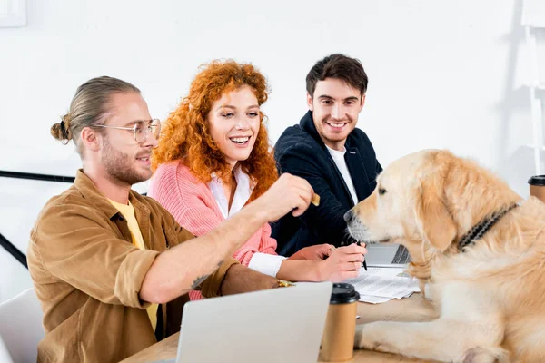 Трое друзей улыбаются и кормят золотистого ретривера в офисе — стоковое фото