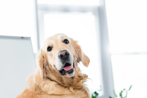 Netter Golden Retriever blickt im Büro in die Kamera — Stockfoto