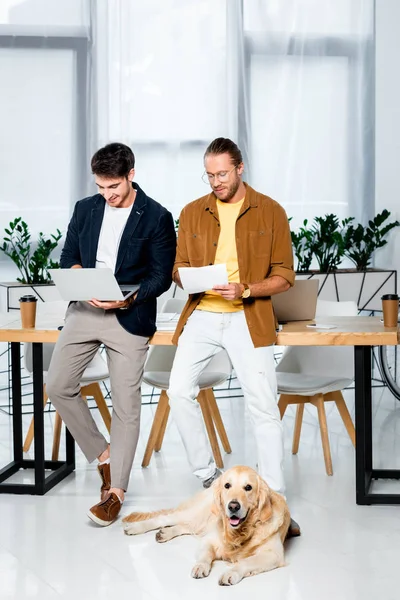 Two handsome friends doing paperwork and golden retriever lying on floor in office — Stock Photo