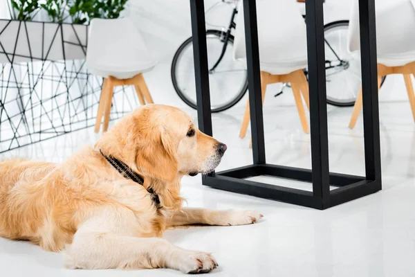 Cute golden retriever lying on floor in office — Stock Photo