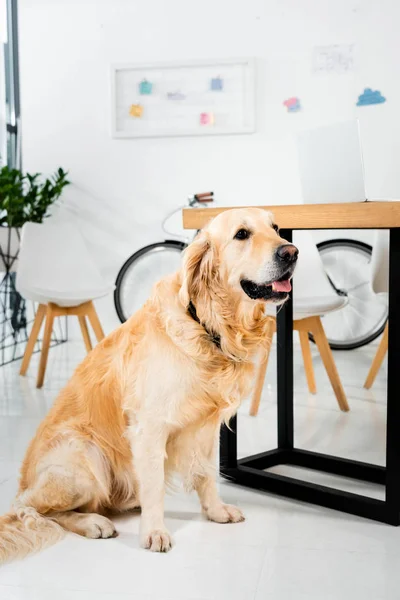 Bonito golden retriever sentado no chão perto da mesa no escritório — Fotografia de Stock