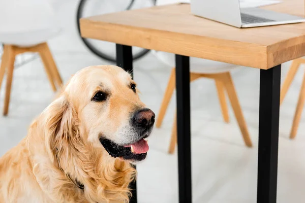 Lindo golden retriever sentado en el piso cerca de la mesa en la oficina - foto de stock