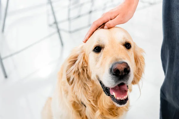 Cropped view of woman stroking cute golden retriever in office — Stock Photo