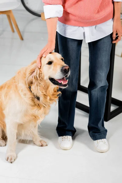 Cropped view of woman stroking cute golden retriever in office — Stock Photo