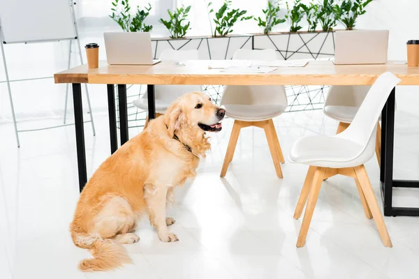 Bonito golden retriever sentado no chão perto da mesa no escritório — Fotografia de Stock