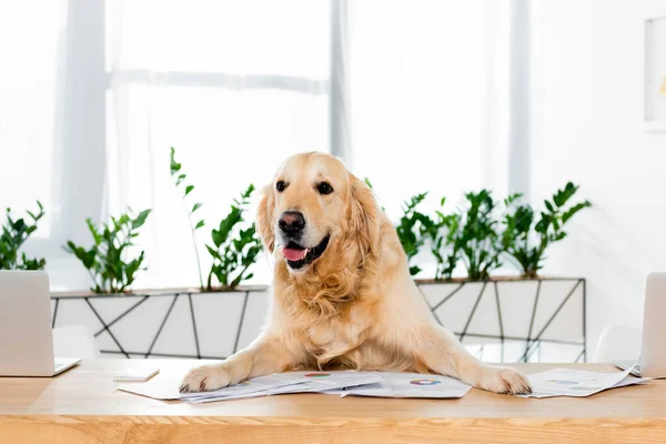 Cute golden retriever sitting at table with documents in office — Stock Photo