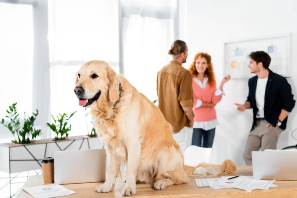 Selective focus of cute golden retriever sitting on table in office — Stock Photo