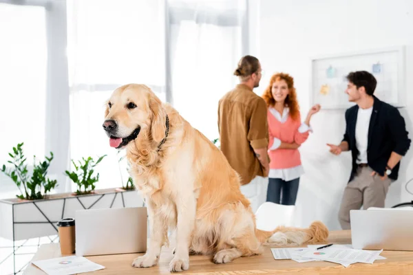 Selektiver Fokus des niedlichen Golden Retrievers, der im Büro auf dem Tisch sitzt — Stockfoto