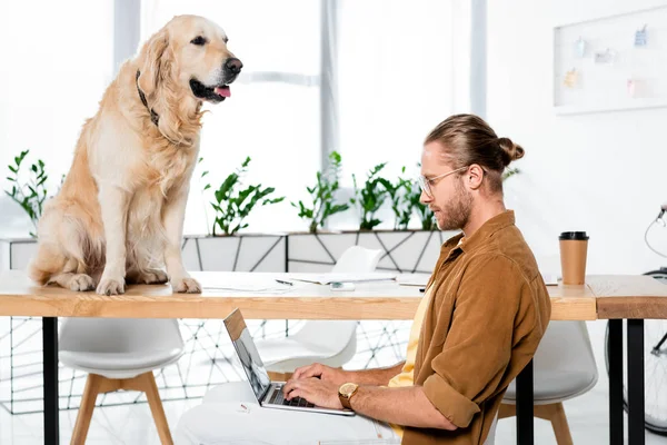 Красивий бізнесмен використовує ноутбук і золотий ретривер, сидячи на столі — стокове фото