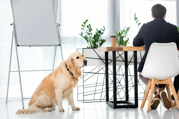 Visão traseira do empresário sentado à mesa e golden retriever sentado no chão — Fotografia de Stock