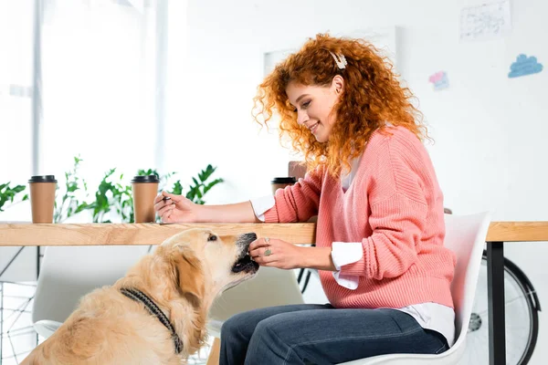 Attractive woman in pink sweater feeding golden retriever in office — Stock Photo