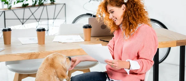 Panoramic shot of attractive woman in pink sweater feeding golden retriever in office — Stock Photo