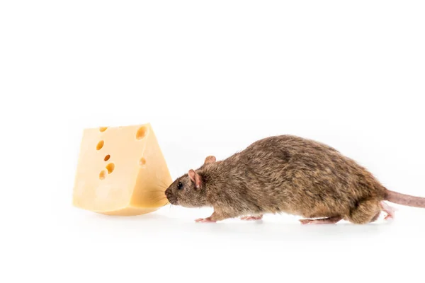 Rato cheirando queijo no fundo branco com espaço de cópia no Ano Novo — Fotografia de Stock