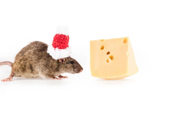 Rat en santa chapeau et fromage sur fond blanc avec espace de copie au Nouvel An — Photo de stock