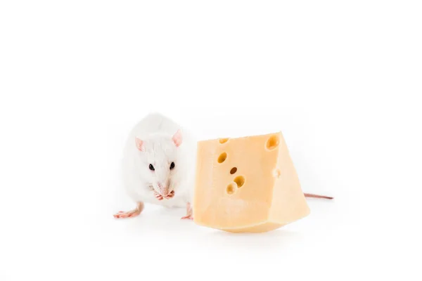 Ratte und Käse auf weißem Hintergrund mit Kopierraum im neuen Jahr — Stockfoto