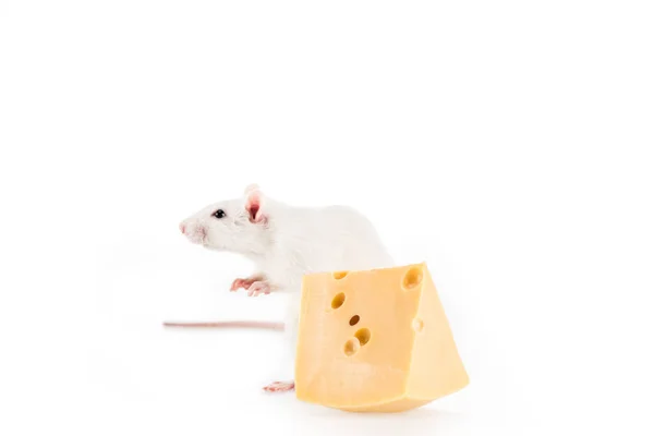 Rat and cheese on white background with copy space in New Year — Stock Photo