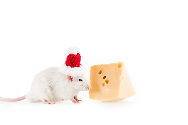 Ratte mit Weihnachtsmütze und Käse auf weißem Hintergrund mit Kopierraum im neuen Jahr — Stockfoto