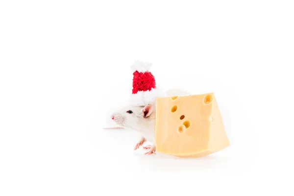 Rato em santa chapéu e queijo no fundo branco com espaço de cópia no Ano Novo — Fotografia de Stock