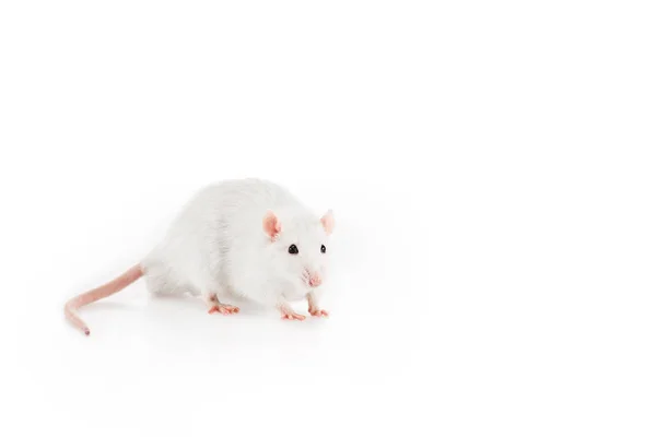 Rat blanc sur fond blanc avec espace de copie au Nouvel An — Photo de stock