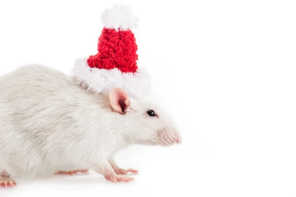 Ratte in Weihnachtsmütze auf weißem Hintergrund mit Kopierraum im neuen Jahr — Stockfoto