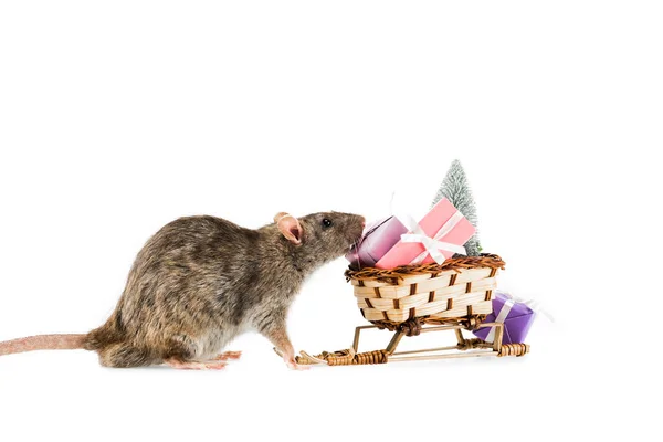 Rat and wicker sled with christmas gifts and christmas tree on white background — Stock Photo
