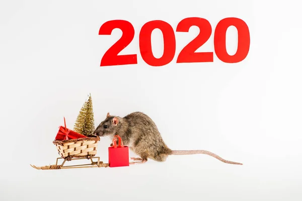 Цифри 2020, щур і плетені санки з різдвяним подарунком і ялинкою на білому тлі — стокове фото