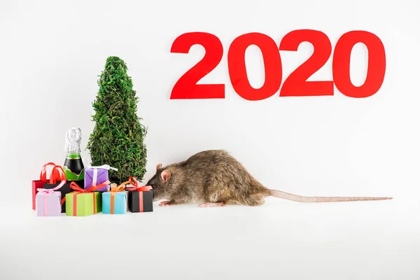 Números 2020, rato, presentes de Natal, garrafa perto de árvore de natal no fundo branco — Fotografia de Stock