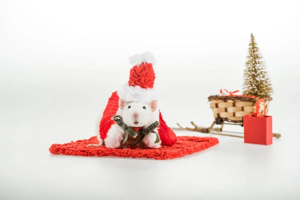 Selective focus of rat in costume and santa hat on red carpet in New Year — Stock Photo