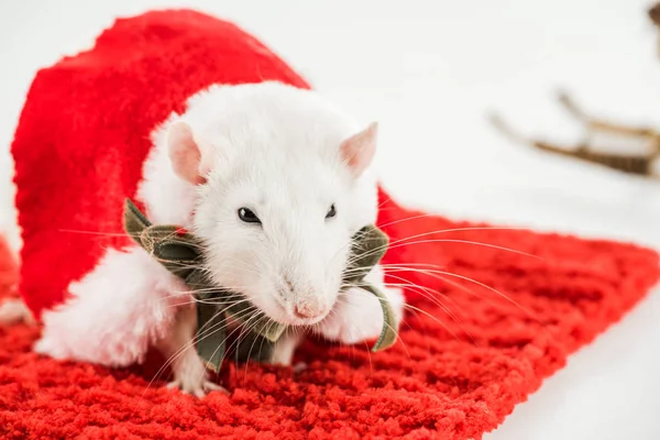 Selektiver Fokus von Ratte im Kostüm auf rotem Teppich im neuen Jahr — Stockfoto