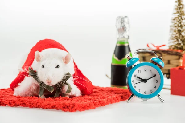 Selective focus of rat in costume on red carpet and alarm clock in New Year — Stock Photo