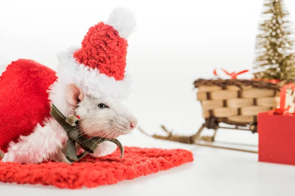 Selective focus of rat in costume and santa hat on red carpet in New Year — Stock Photo