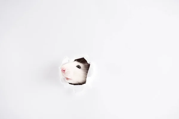 Rata linda y blanca mirando a través del agujero en Año Nuevo - foto de stock