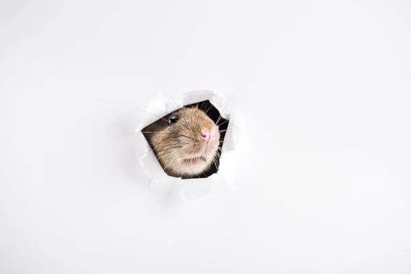 Cute and brown rat looking through hole in New Year — Stock Photo