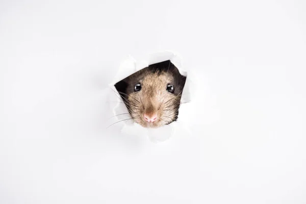Niedliche und braune Ratte schaut im neuen Jahr durch Loch — Stockfoto