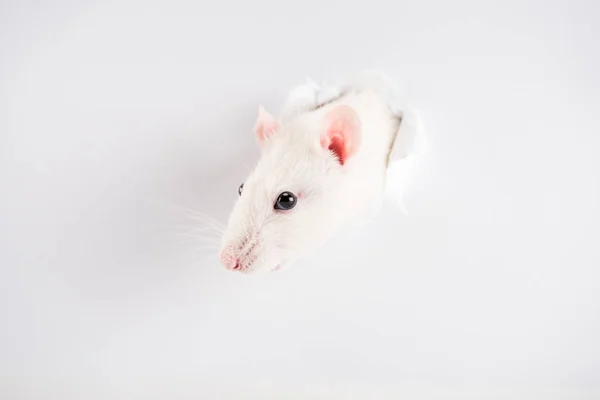 Милая и белая крыса, выглядывающая через дыру в Новый год — стоковое фото