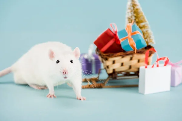 Rat and wicker sled with christmas tree and gift boxes on blue background — Stock Photo