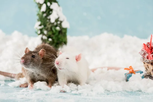 Cute rats and christmas gift boxes on snow in New Year — Stock Photo