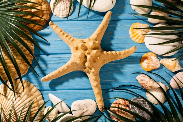 Vista superior de conchas marinas, estrellas de mar y hojas de palma sobre fondo azul de madera - foto de stock