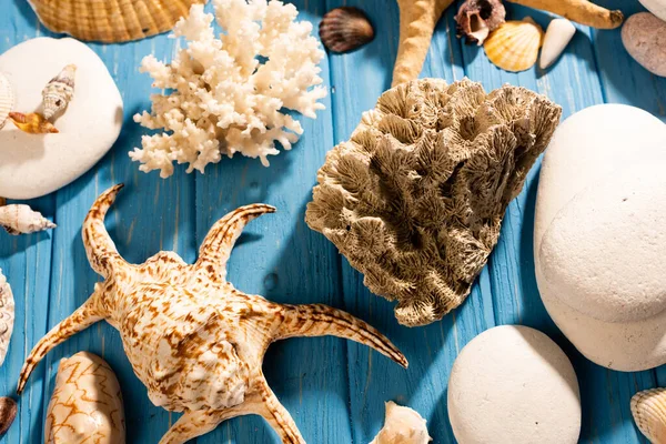 Верхний вид камней, кораллов и раковин на деревянном синем фоне — стоковое фото
