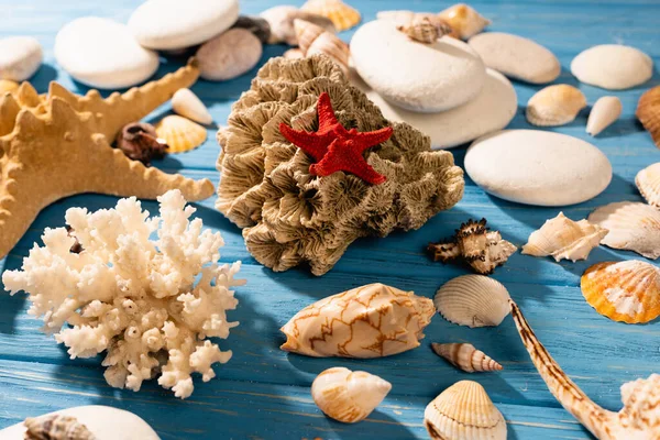 Red starfish, coral and seashells on wooden blue background — Stock Photo