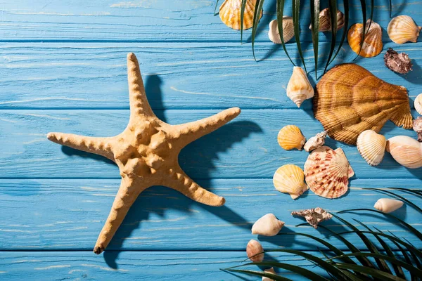 Vista superior de estrellas de mar, conchas marinas y hojas de palma sobre fondo azul de madera - foto de stock