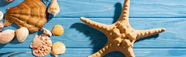 Vista superior de estrellas de mar, conchas marinas sobre fondo azul de madera, plano panorámico - foto de stock