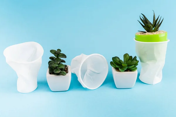 Plantas suculentas verdes em vasos perto de copos de plástico amassados em fundo azul — Fotografia de Stock