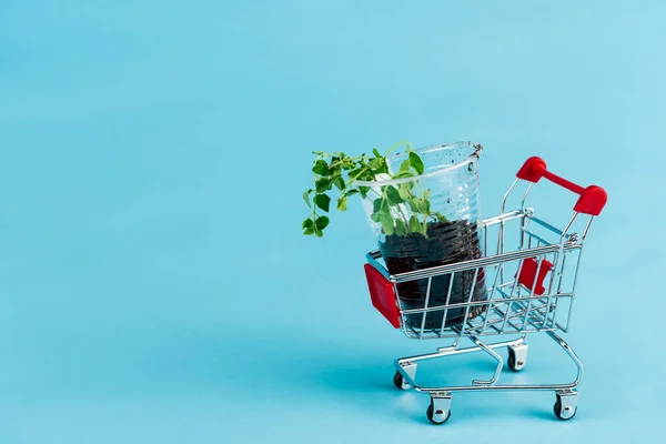 Green seedling in small shopping cart on blue background — Stock Photo
